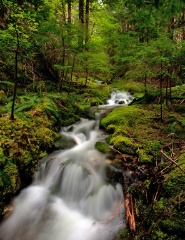 Serene Forest Water Creek Flow.jpg